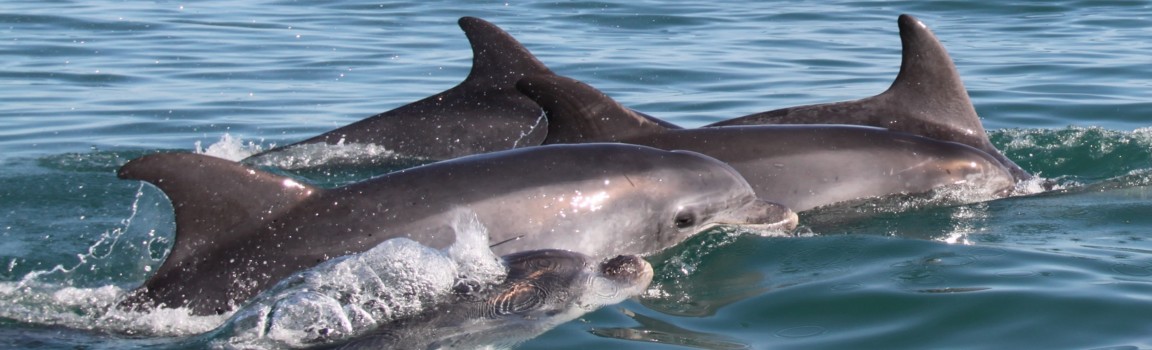 dauphins2014 (32).JPG